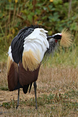 East African Crowned Crane