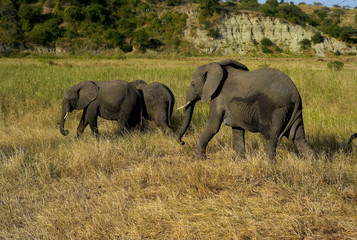 Naklejka na ściany i meble Three Elephants in Tarangire National Park, Tanzania