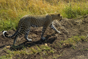 Leopard Walking Through Grassland in the Serengeti, Tanzania