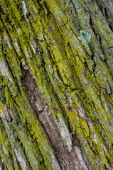 moss bark