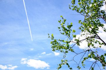 leaves and blue sky