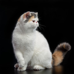 Exotic cat isolated on Black Background in studio