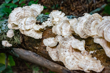 big shrooms on a old log