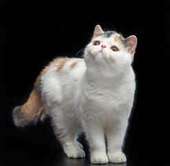 Exotic cat isolated on Black Background in studio