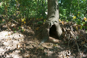 gnome home