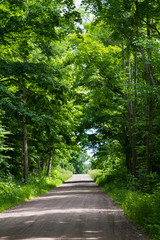 Gravel road travels through a lush wood in the summer; beautiful bright green foliage line a lonely gravel road