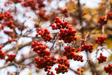 Clusters of hawthorn berries