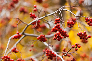 Clusters of red hawthorn berries