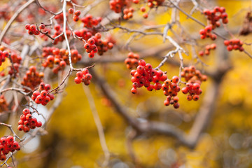 Clusters of red hawthorn berries