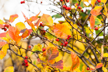 Hawthorn bush, red berries, yellow leaves