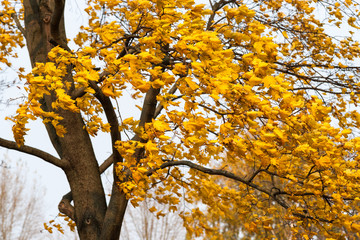 Maple tree, yellow leaves, autumn wind
