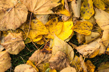 Yellow fallen leaves on the green grass