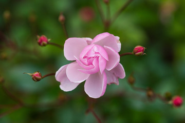 Pink rose flower green background