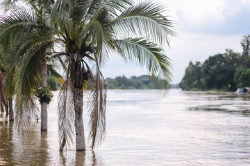 Prachinburi river in high level increasing rapidly, Big mass of water in Prachinburi river in crisis