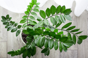 green lush house plant with many branches and leaves in a white pot