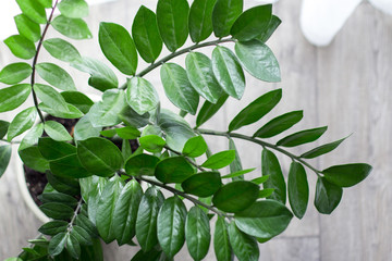 green branches with leaves, close-up, houseplant