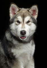 Alaskan Malamute dog on Isolated Black Background in studio