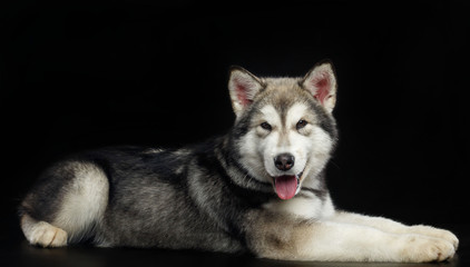 Alaskan Malamute dog on Isolated Black Background in studio