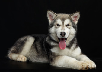 Alaskan Malamute dog on Isolated Black Background in studio