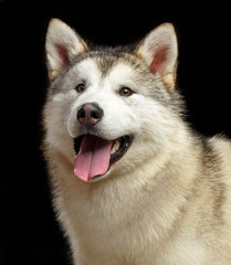 Alaskan Malamute dog on Isolated Black Background in studio