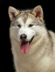 Alaskan Malamute dog on Isolated Black Background in studio