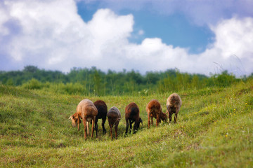 Sheep fat tail