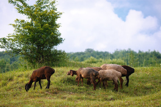 Sheep Fat Tail