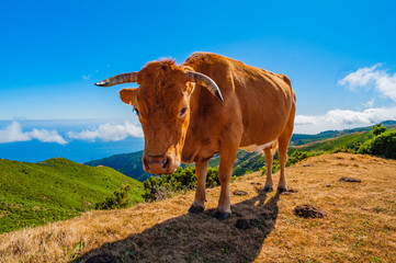 Grazing cows in the Madeira Mountains. Madeira. Portugal