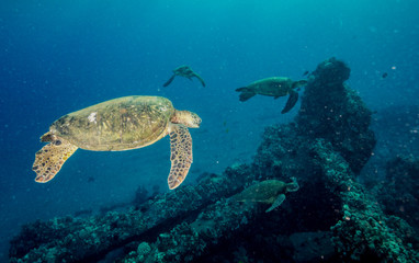 Naklejka na ściany i meble Turtles in Hawaii