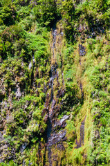 Fototapeta premium Pedestrian walks in the Levada. Madeira. Portugal