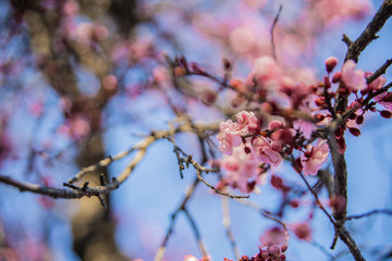 cherry blossom in spring