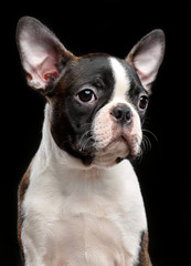Boston Terrier Dog on Isolated Black Background 