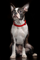 Boston Terrier Dog on Isolated Black Background 