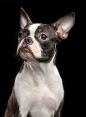 Boston Terrier Dog on Isolated Black Background 