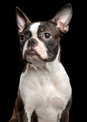 Boston Terrier Dog on Isolated Black Background 