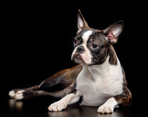 Boston Terrier Dog on Isolated Black Background 