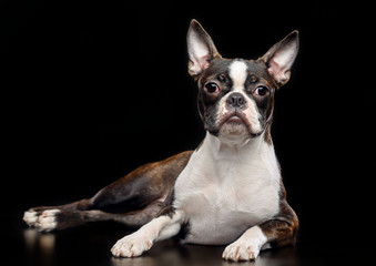 Boston Terrier Dog on Isolated Black Background 