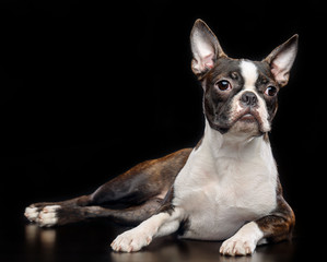 Boston Terrier Dog on Isolated Black Background 