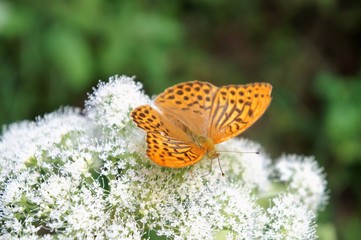 Schmetterling