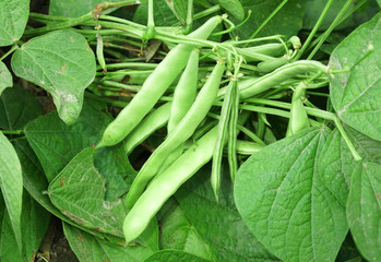 close up on green bean in the farm field