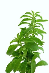 Stevia herb.fresh green  stevia plant isolated on white background.Stevia rebaudiana, sweetener herb