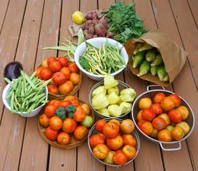 close up on fresh vegetable picking in harvest season