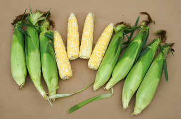 close up on corn cob during harvest season