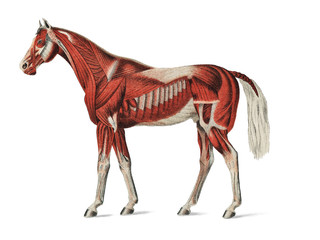 Obraz premium Superficial Layer of Muscles by an unknown artist (1904), a medical illustration of equine muscular system. Digitally enhanced by rawpixel.