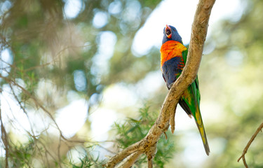 Parrot singing