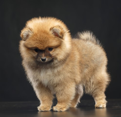 Obraz premium Pomeranian spitz Dog on Isolated Black Background in studio
