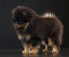 Pomeranian spitz Dog on Isolated Black Background in studio