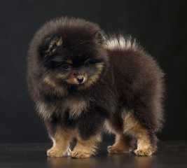 Pomeranian spitz Dog on Isolated Black Background in studio