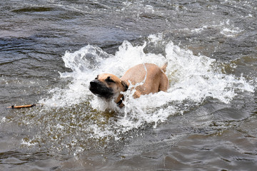 Puppy Water Play 2