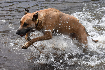 Puppy Water Play 1